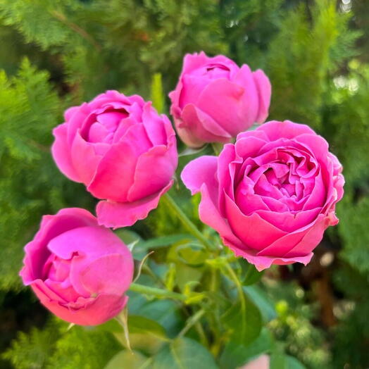 Кустовая пионовидная роза misty bubbles