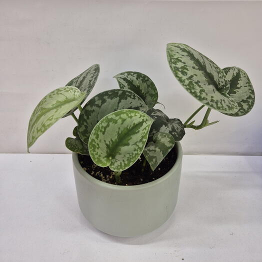 Сциндапсус