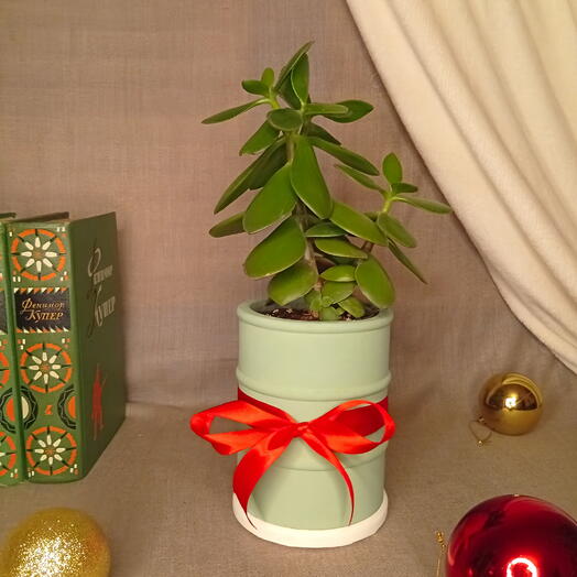 Живой талисман изобилия в бетонном кашпо