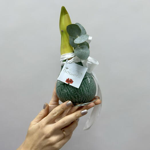 Амариллис в луковице