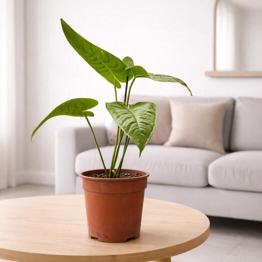 Anthurium veitchii