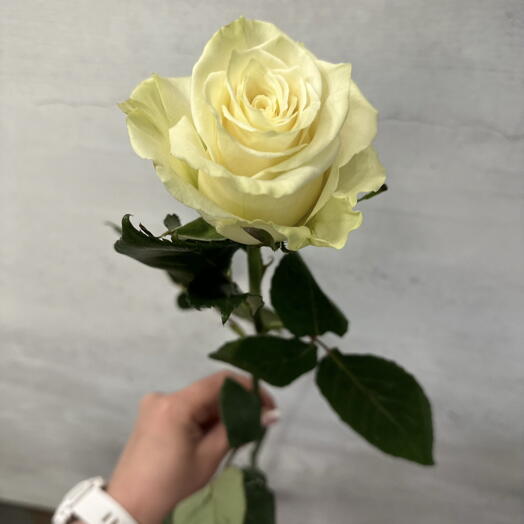 Роза мондиаль