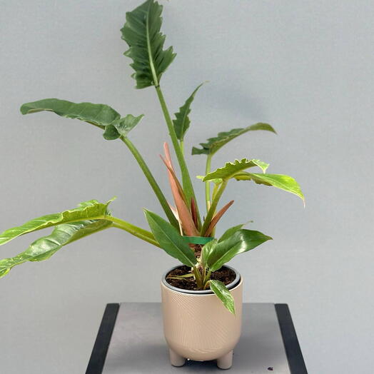 Филодендрон PHILODENDRON NARROW