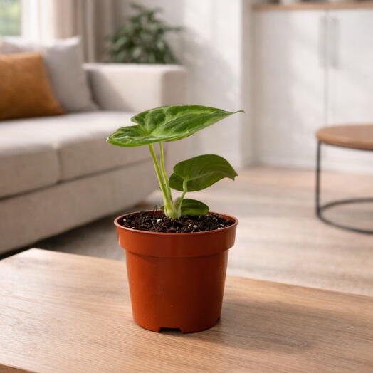 Anthurium ‘Dorayaki