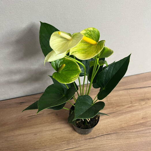 Антуриум Ванилла желтый