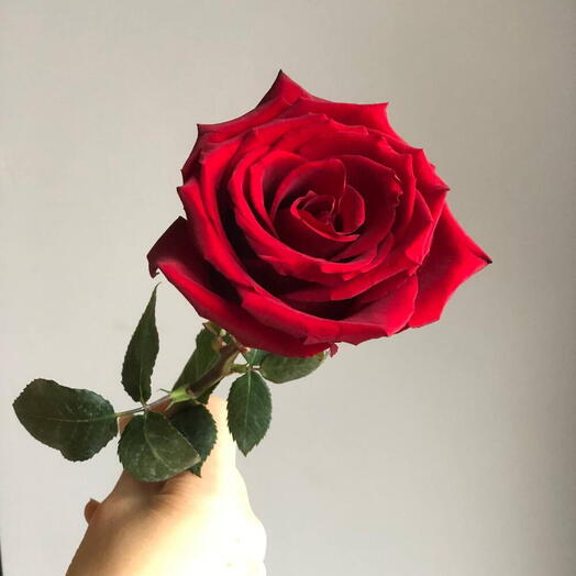 Красная Роза 🌹