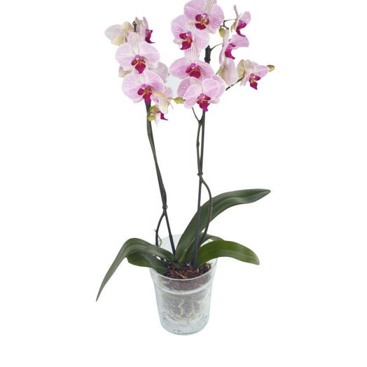 Storczyk rożowy III-pędowy