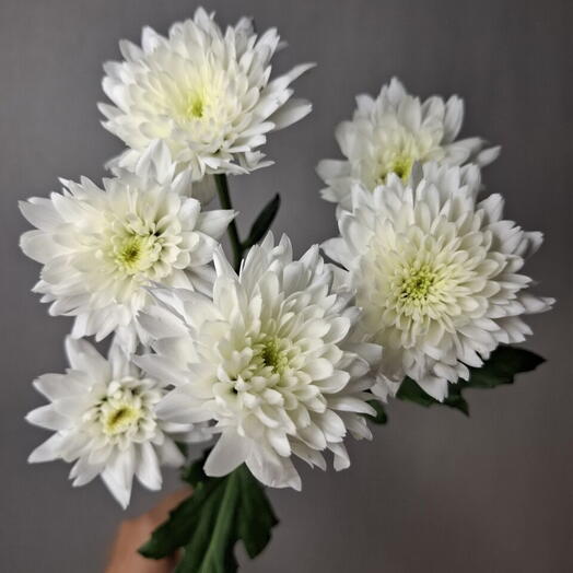 Хризантема Балтика