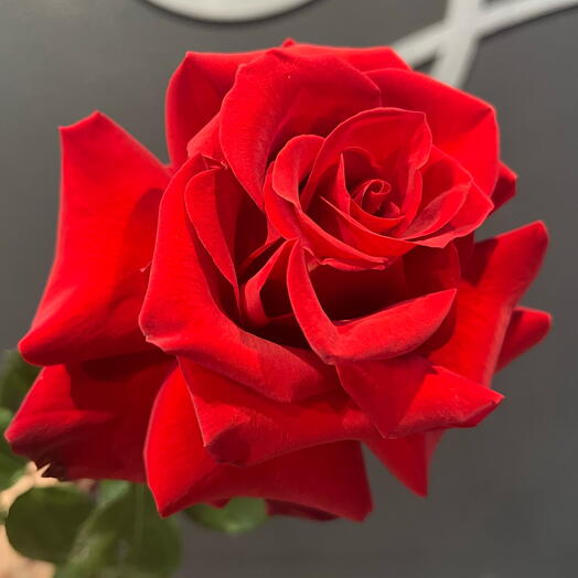 Французская красная роза 🌹