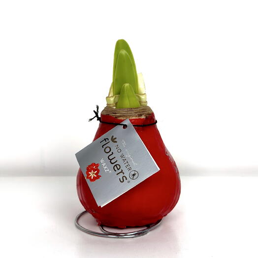 Амариллис луковица красный цветок в оболочке случайного цвета