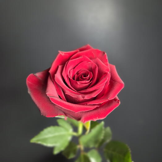 Premium Rose Rose Ecuador 60cm rosa rossa