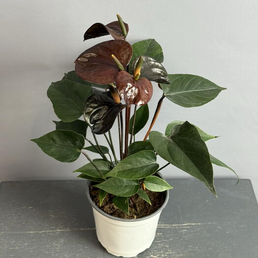 Антуриум шоколадный 😍 диаметр горшка  11