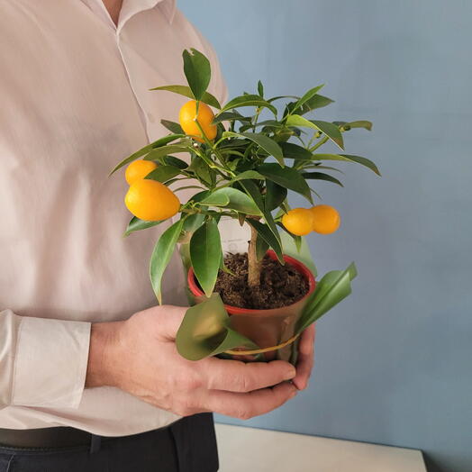 Цитрофортунелла Кумкват