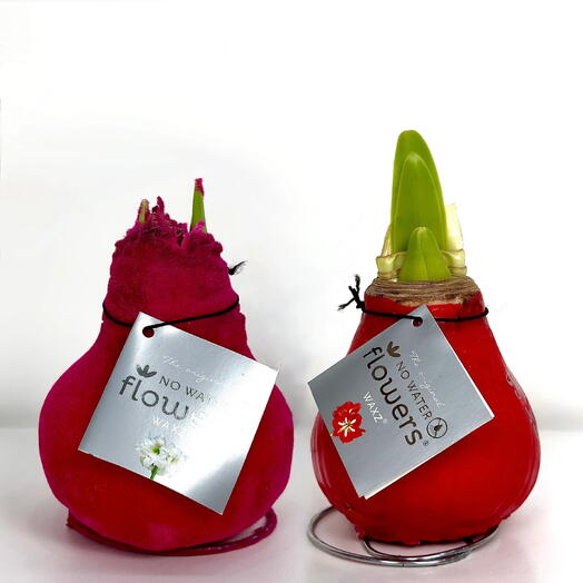 Набор 2 луковицы Амариллиса красный цветок в оболочке случайного цвета