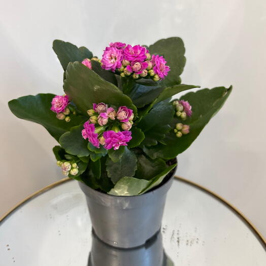 Комнатное растение Коланхоэ розовый