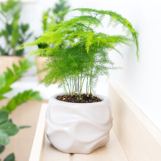 Аспарагус setaceus  Plumosus  ~ 15 см + кашпо