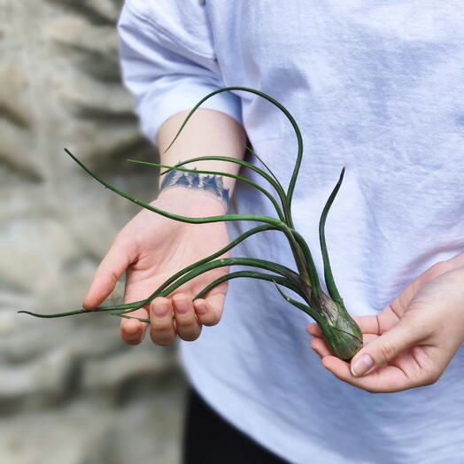 Тилландсия Псевдобалей (Tillandsia pseudobaileyi) XL