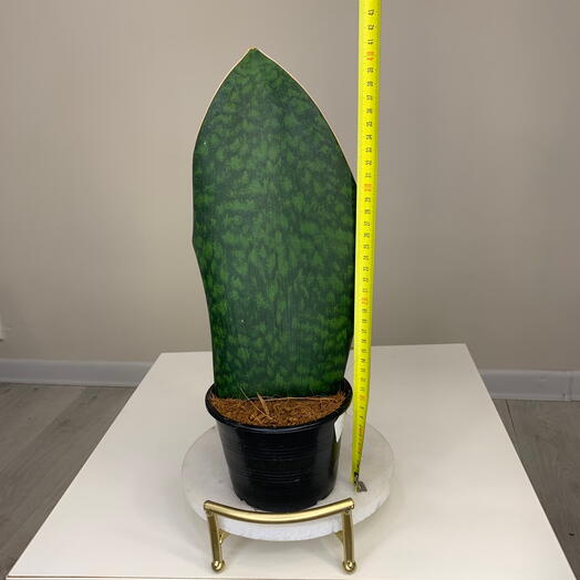 Сансевиерия гигант сортовая Масониана в горшке d14cm комнатное растение на подарок