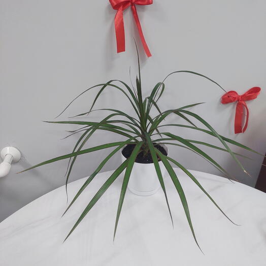 Драцена окаймленная (Dracaena marginata)