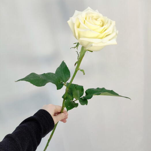 Роза Канделайт