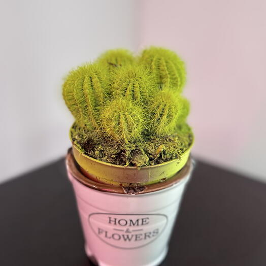 Кактусик в горшке 🌵
