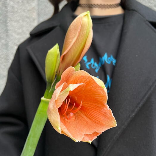 Персиковый амариллис Рилона