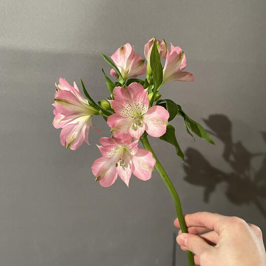 Альстромерия (pink)