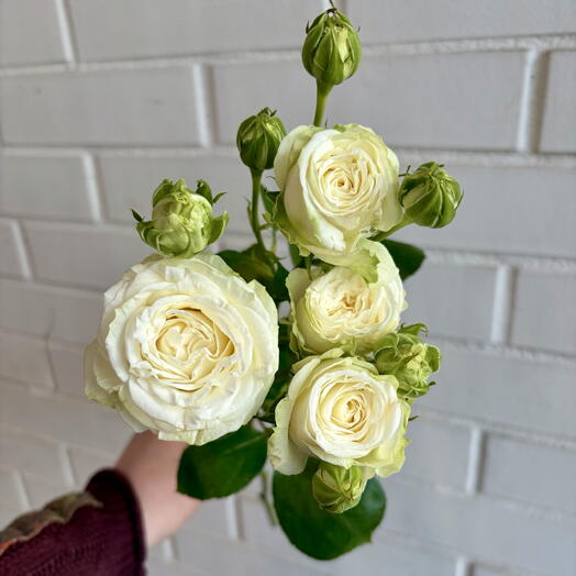 🌺 Роза Краснодар