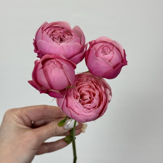Кустовая пионовидная роза Сильва Пинк 💗