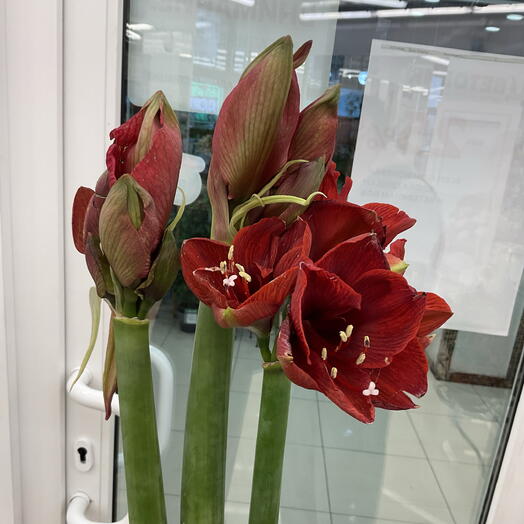 Амариллис 3 шт букет 💐