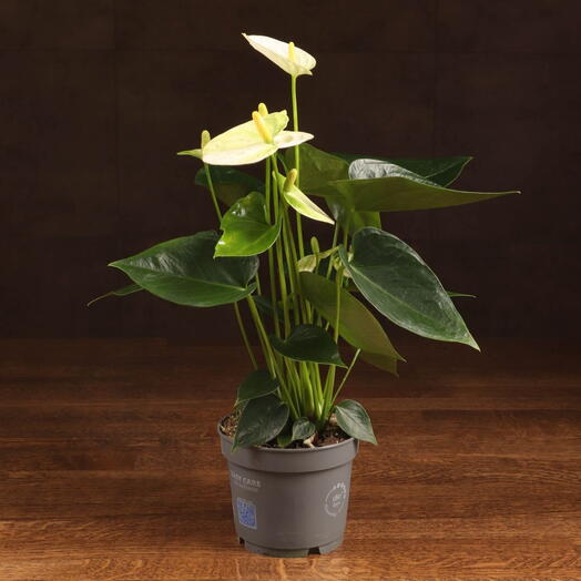Anthurium Andrianum white D12