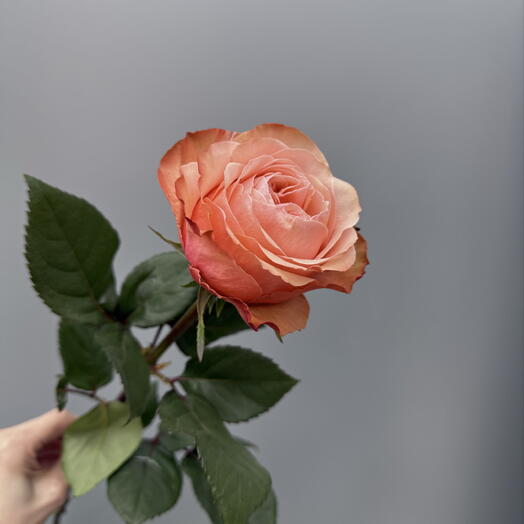 Роза Кахала 🌹