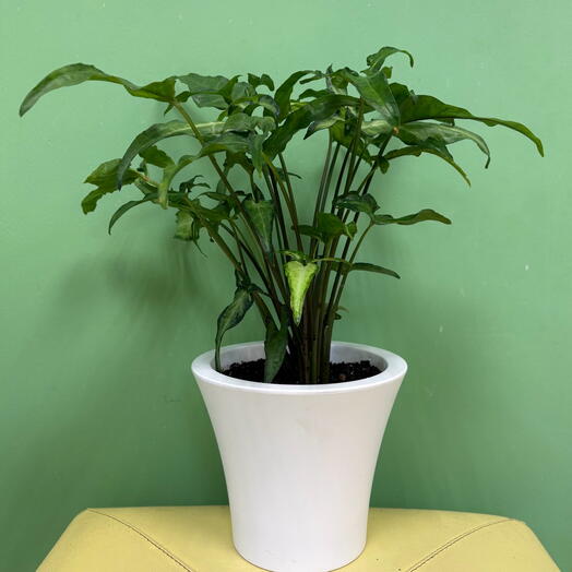 Сингониум (Syngonium) в пластиковом кашпо