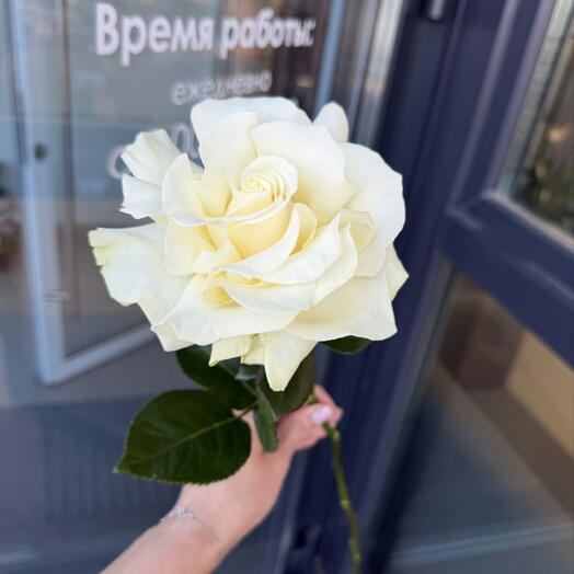 Французская роза белая
