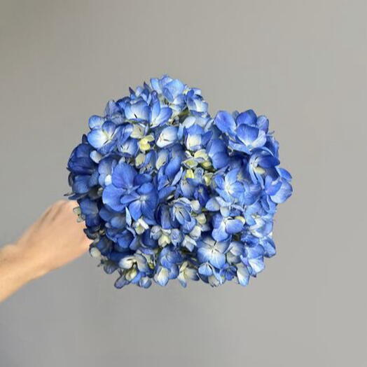 Синяя гортензия 💙