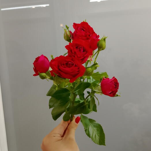 Роза кустовая " Ред баблз"