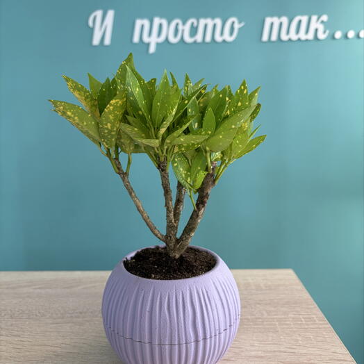 Кротон бонсай