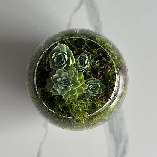 Echeveria Arrangement in Moss and a Glass Vase