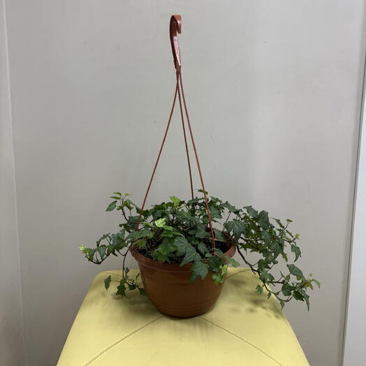Хедера, плющ (Hedera) в пластиковом подвесном кашпо