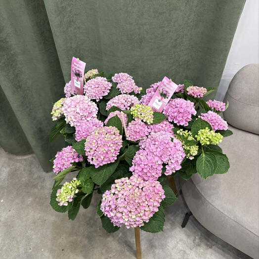 Гортензия розовая / indoor hydrangea Трио
