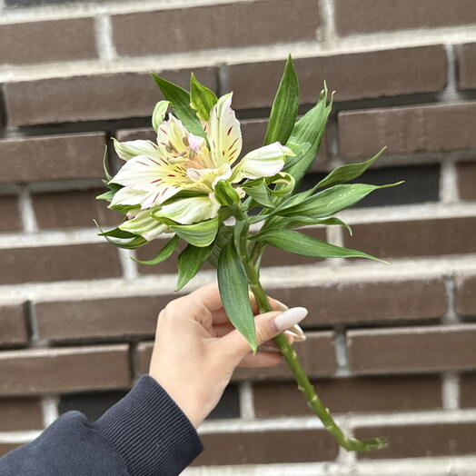 Альстромерия Одноголовая Белая