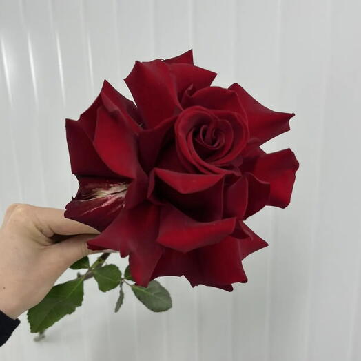 Французская роза Эксплоер
