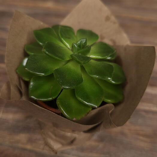 Суккулент Эчеверия Миранда в крафте 💎🌱