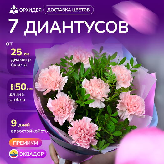Букет 7 Диантусов розовых