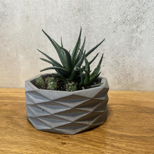 Хавортия и кактусы (лат. Haworthia cactus). Подарочное оформление композиции 🎁