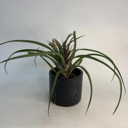 Тилландсия стрептофила /Tillandsia streptophylla