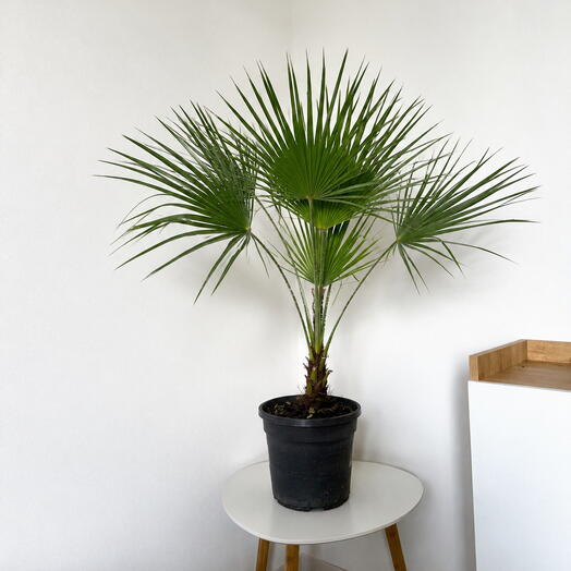 Washingtonia Palm – Bold Tropical Statement