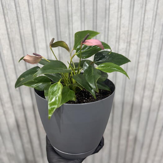 Мужское счастье