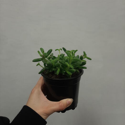 Кактус