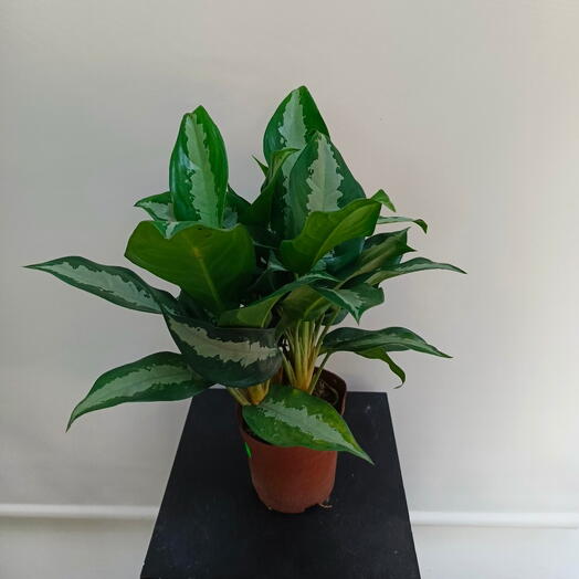 Комнатное растение Аглоанема "Даймонд Бэй"
